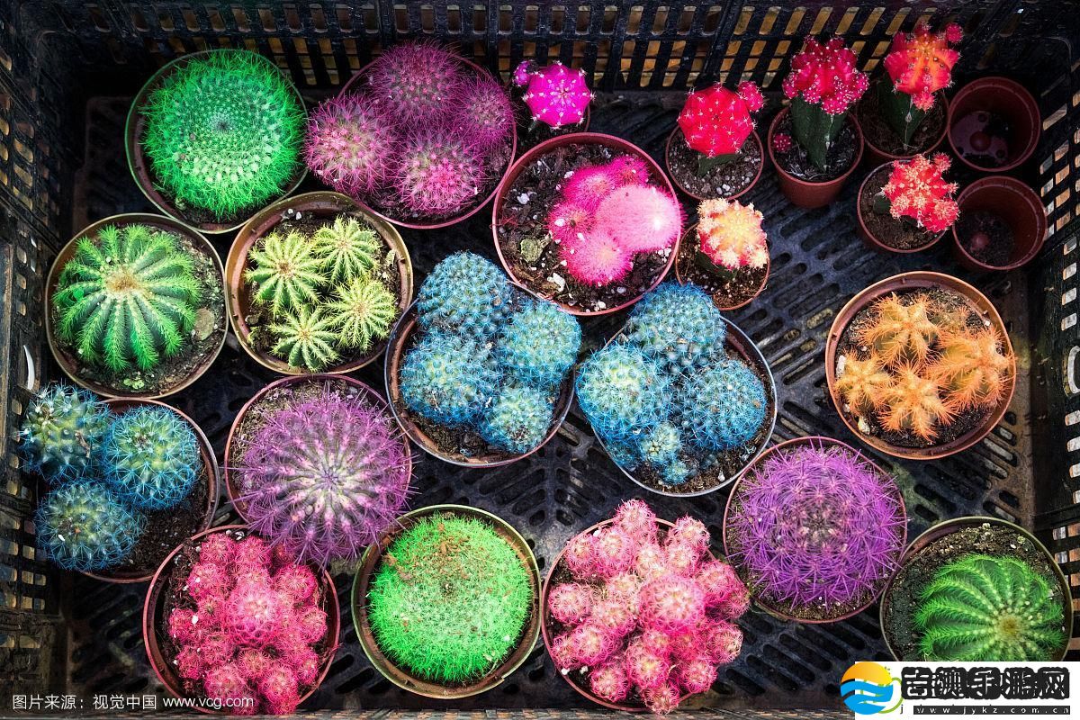 探索妺妺窝人体色777777仙人掌的奇妙之旅