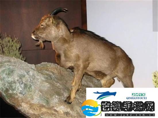 独特的“冷血山羊”长着一张人脸因人类到访而灭绝