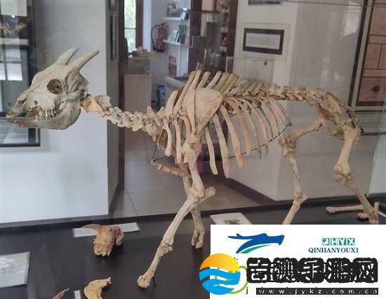 独特的“冷血山羊”长着一张人脸因人类到访而灭绝