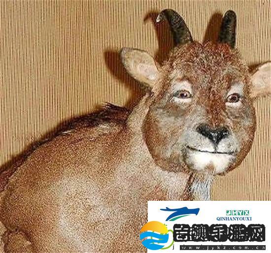 独特的“冷血山羊”长着一张人脸因人类到访而灭绝