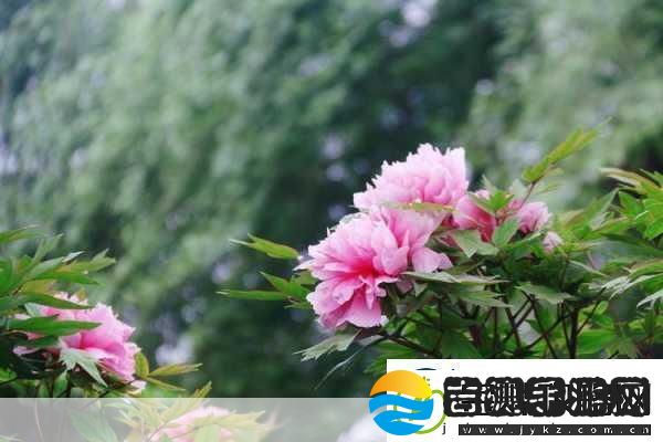 亭亭玉立国色天香四月天科普带你走进春天