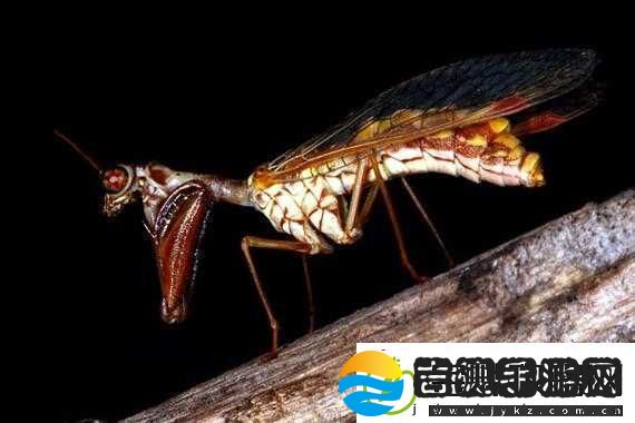 zzji欧洲大全
