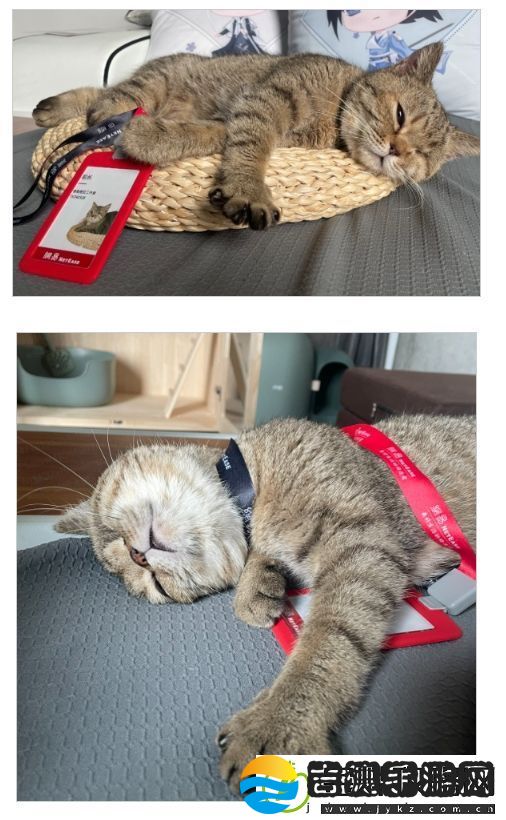 让爱不再流浪！易迎来一位特殊的新成员