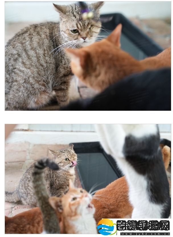 让爱不再流浪！易迎来一位特殊的新成员