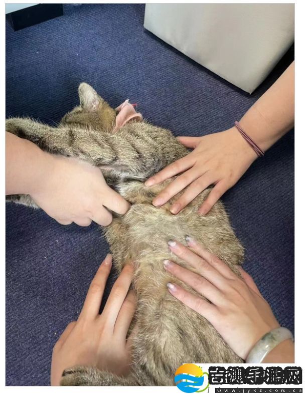 让爱不再流浪！易迎来一位特殊的新成员