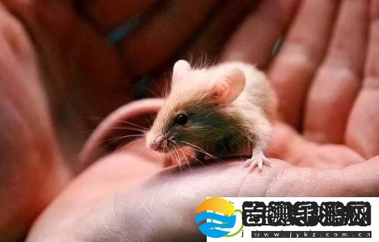游你扯淡