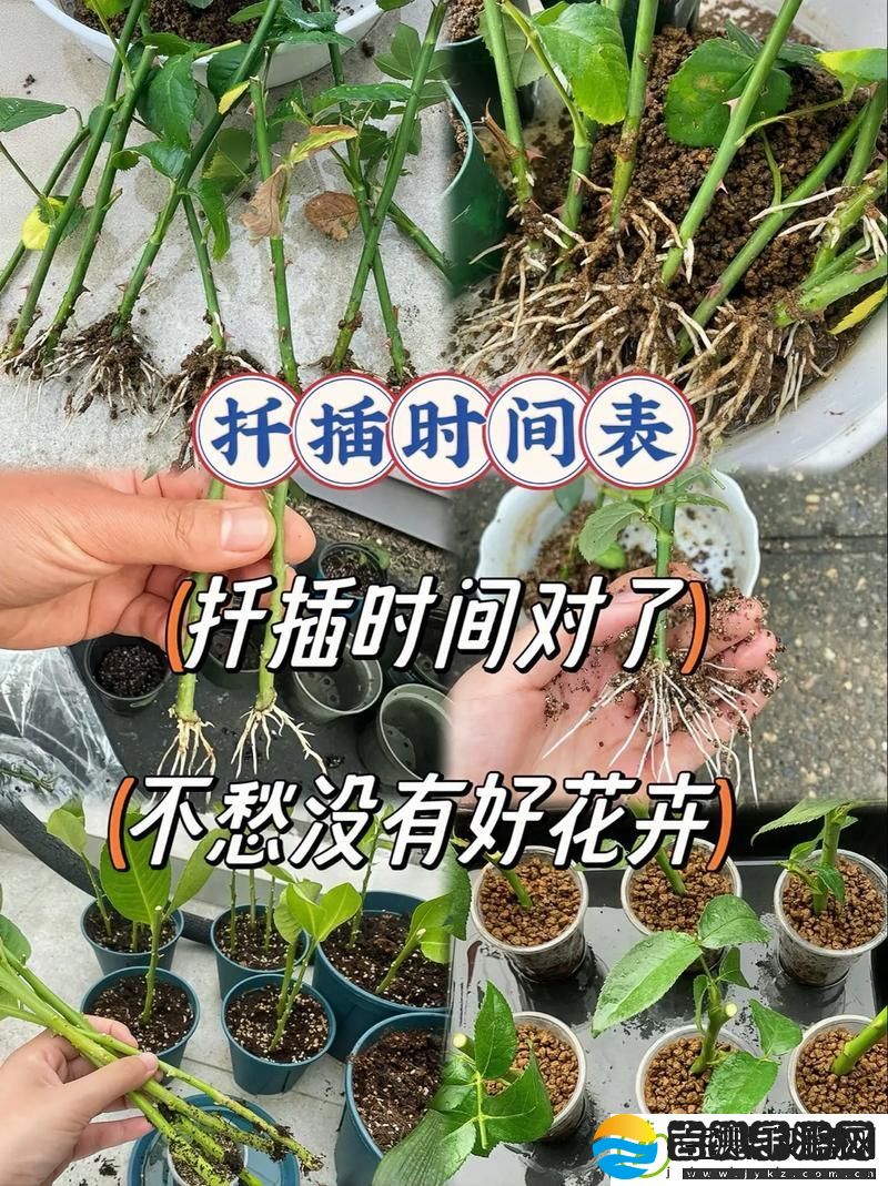 在床上的72种扦插方法