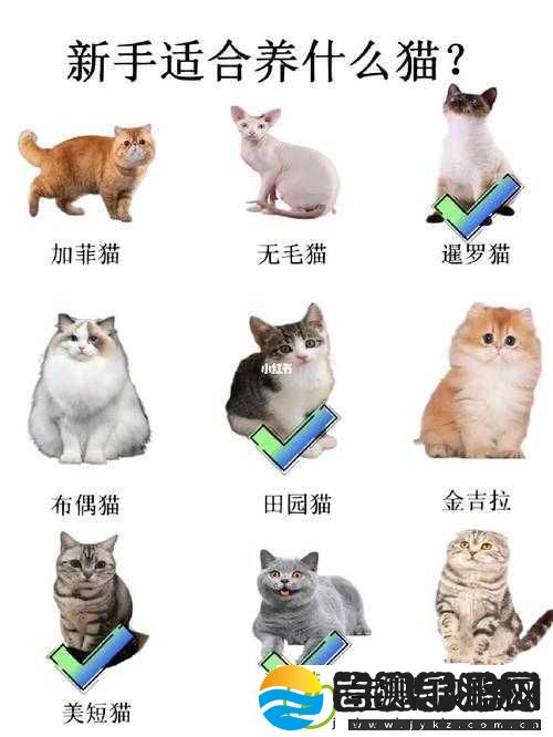 猫之城养猫秘籍