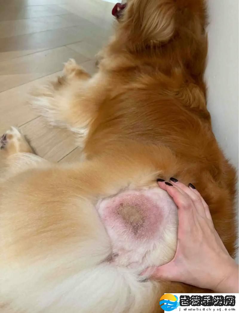 探索人狗胶的魅力