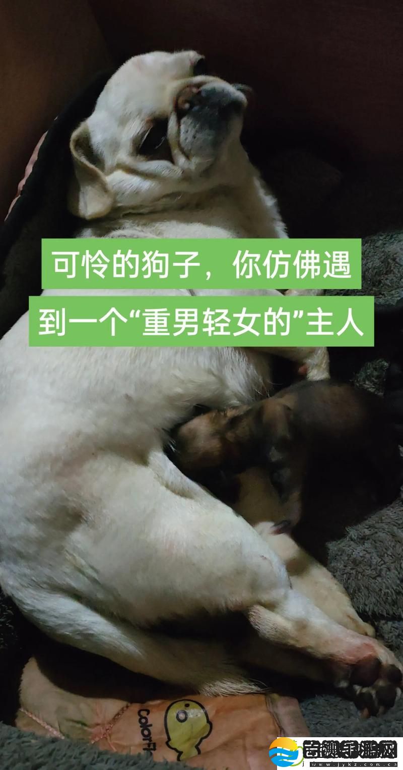 我的狗老公拉婆婆一起