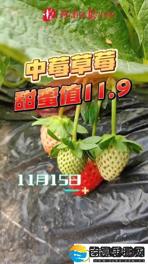 草莓视频在线观看草莓视