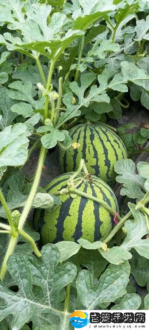 大地资源在线观看西瓜