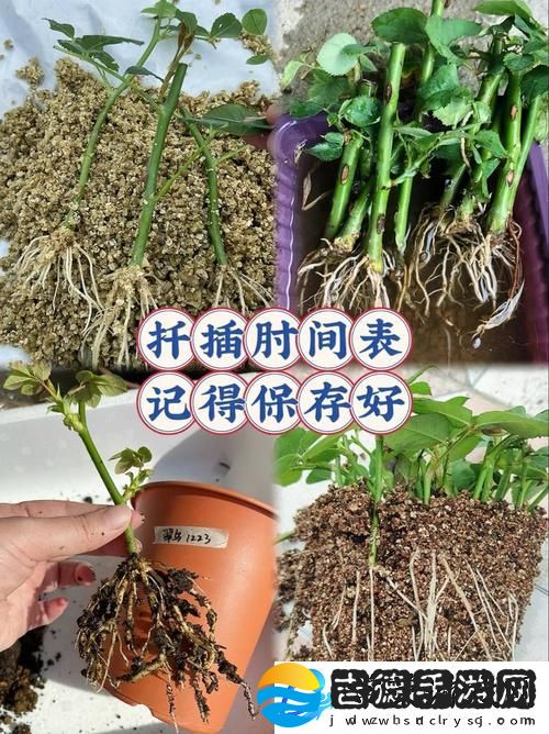 探索“在床上的72种扦插方法”的园艺乐趣柯林资讯