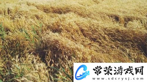 韩国朋友家的麦子