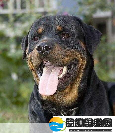 ZOOMSERVO兽狗剧情解析1.兽狗觉醒