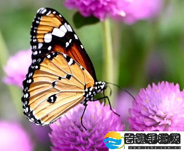 花蝴蝶免费看片大全