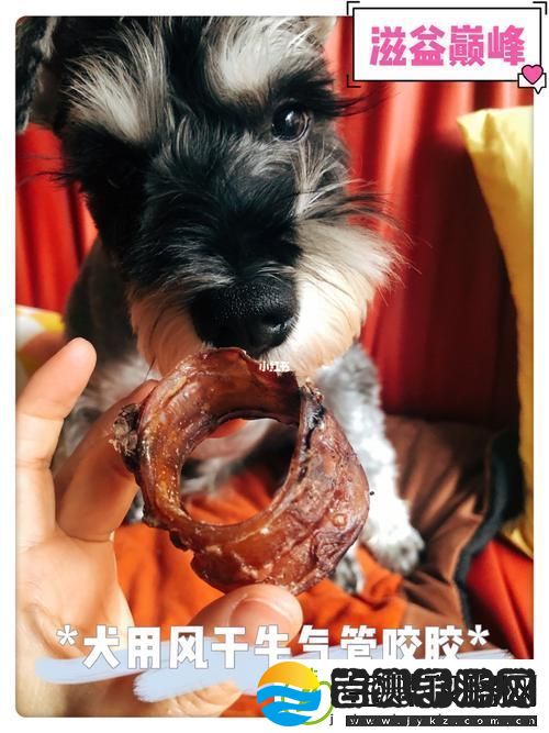 探秘“美国人与动物胶配方大全”的奥秘与应用