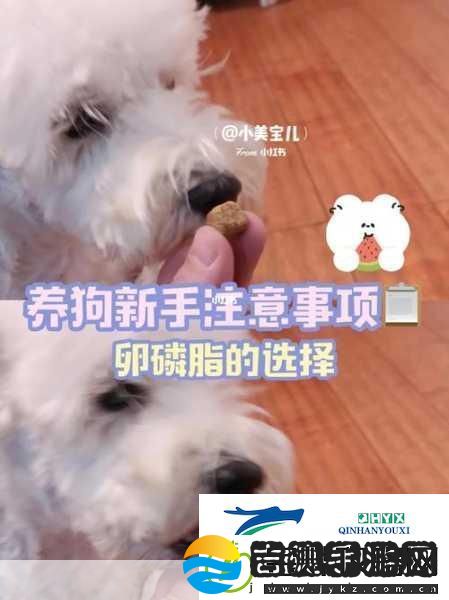 创新人狗胶配方