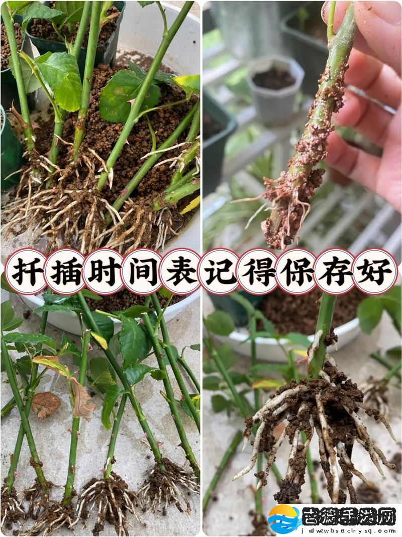 在床上进行园艺的72种扦插方法