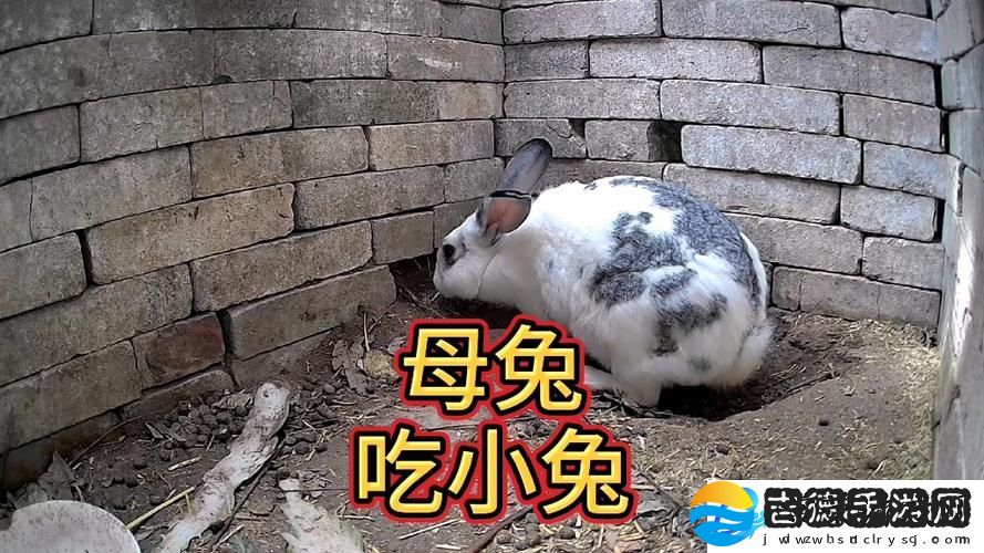 内容丰富男生为何喜欢吃女生小兔兔柯林资讯