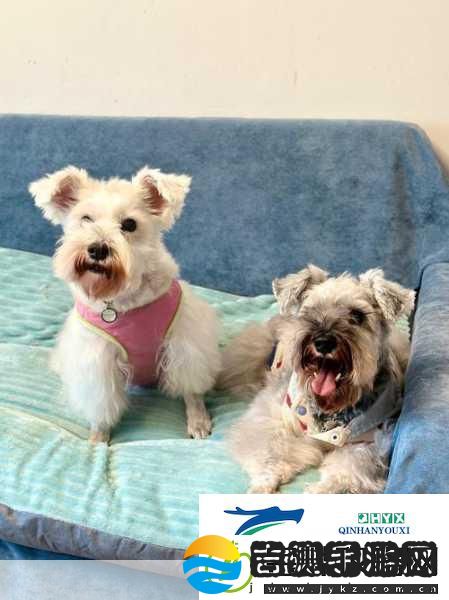 创新人狗胶配方