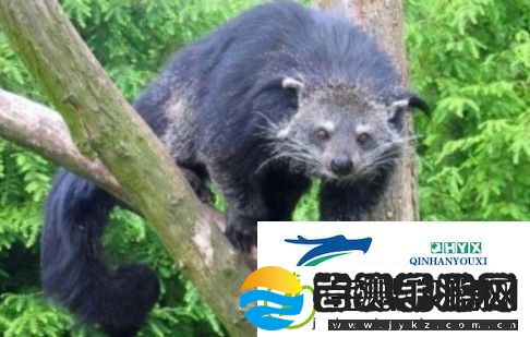 熊狸的气味闻起来像什么