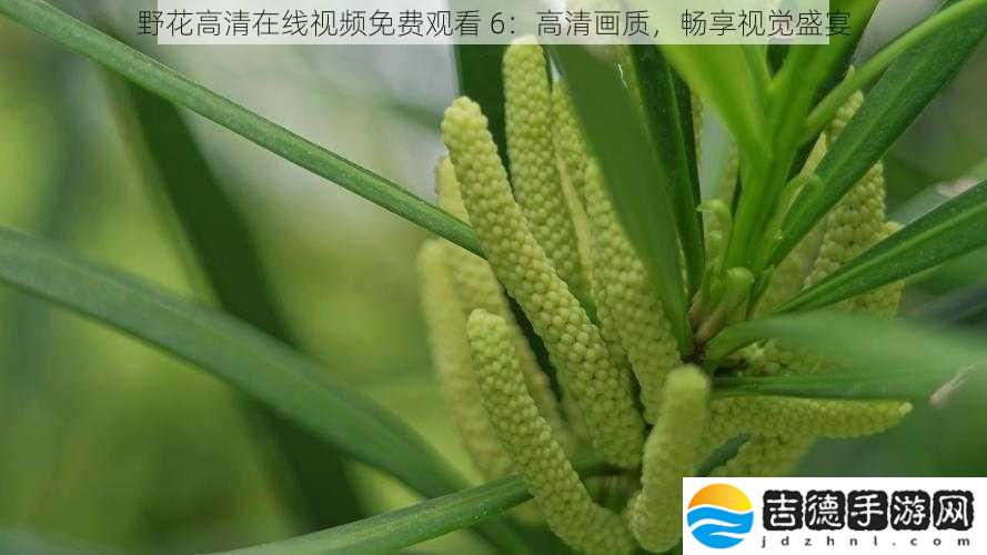 野花高清在线视频免费观看6