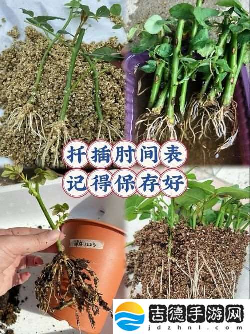 在床上的72种扦插方法