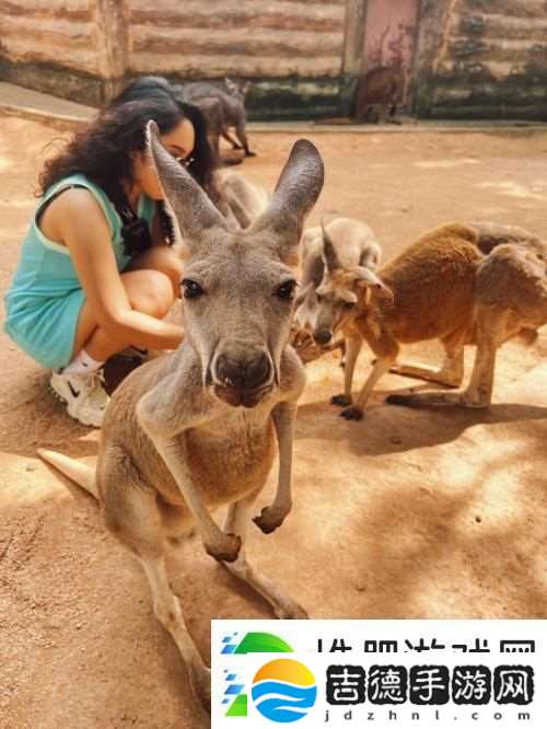 ZOOM动物高清探索生命的奇妙世界