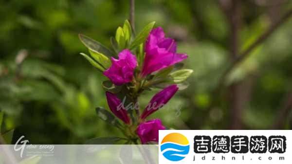野花日本韩国视频免费高清观看宣布免费1.野花日本韩国视频免费高清观看畅享精彩内容