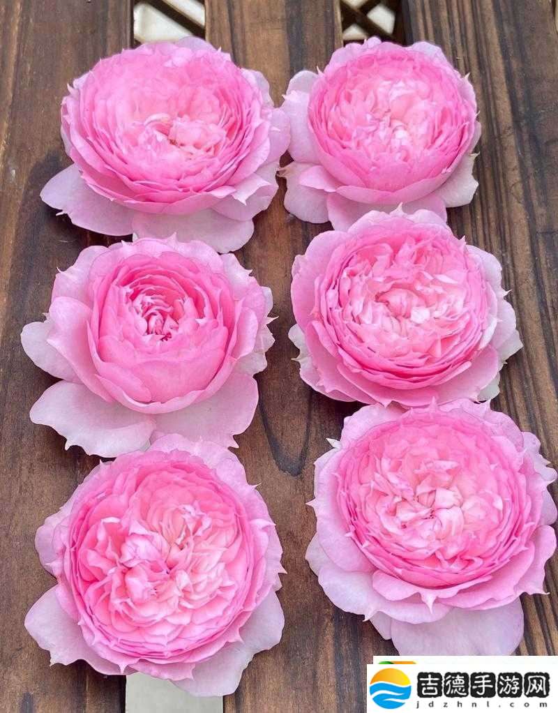 不可思议之梦蝶食人花打法全攻略