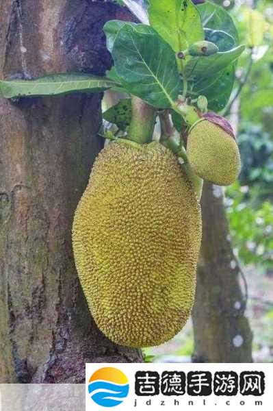 www.菠萝蜜水蜜桃