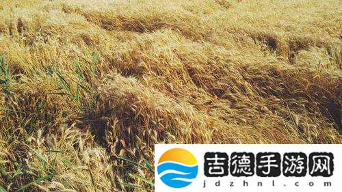 韩国朋友家的麦子上线，网友表示：独特的滋味唤起乡愁