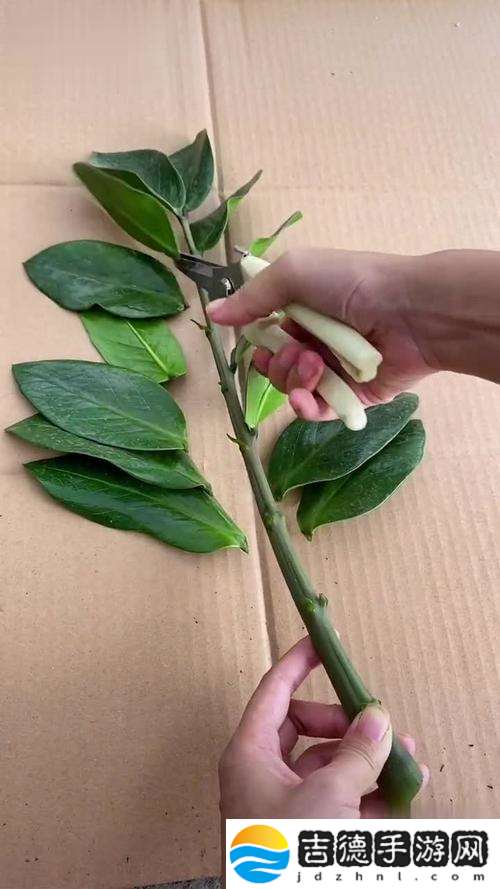 女性坐着扦**b有什么好处？探讨女性与植物互动的奇妙关系