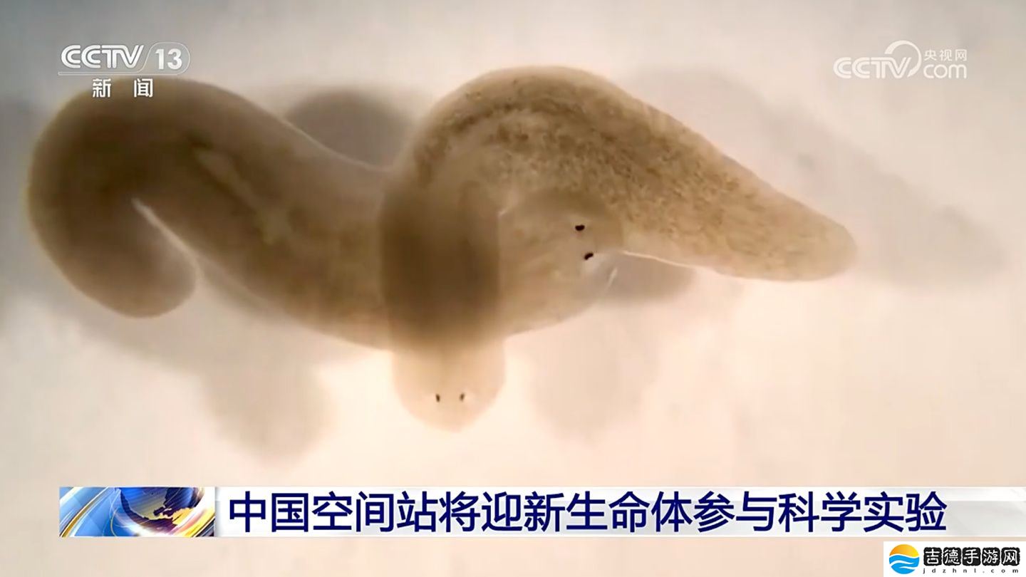 中国空间站将迎来新生命体“涡虫”，有关研究对人类延缓衰老具有重要意义