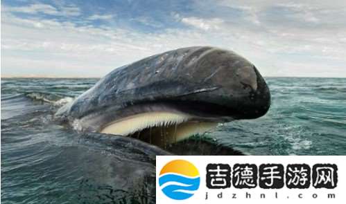 人类一分钟心跳是60-100次，鲸鱼一分钟心跳是几次-10月26日每日一题答案