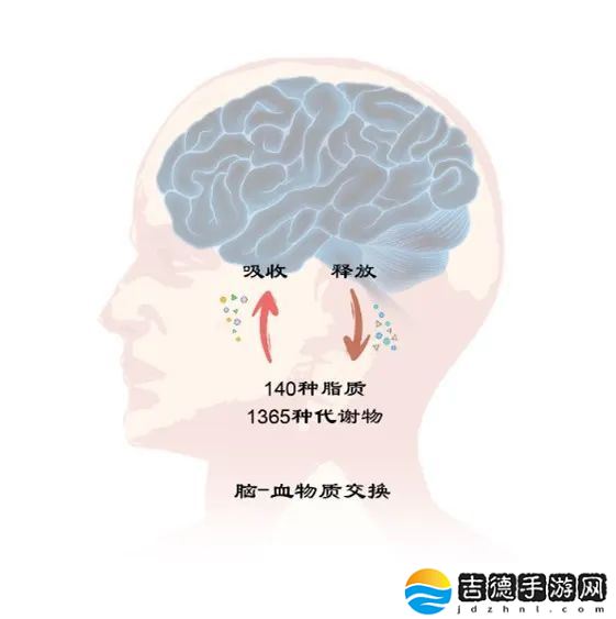 我国团队首次系统鉴定人脑-血液交换代谢物集合