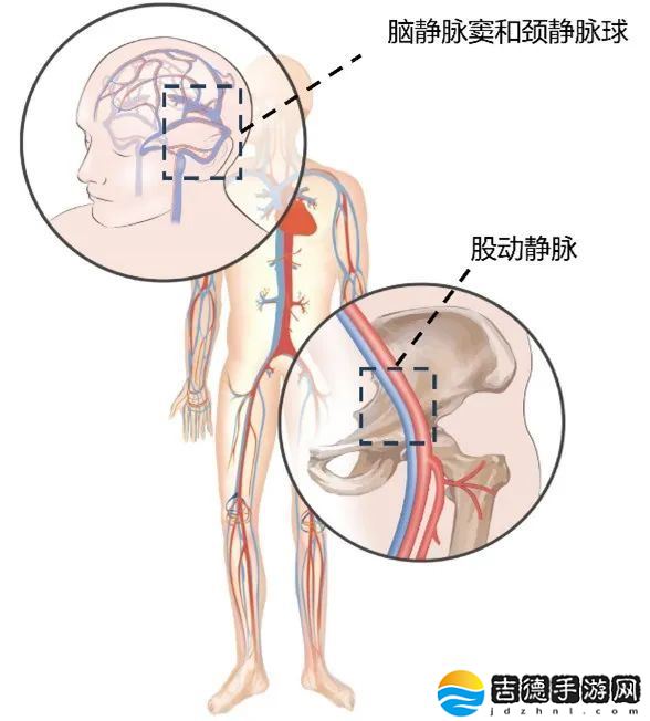 我国团队首次系统鉴定人脑-血液交换代谢物集合