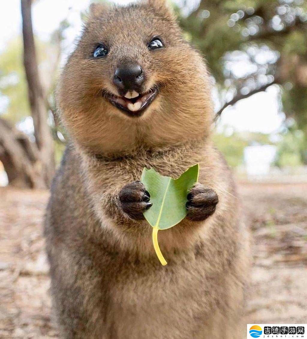 Ubuntu 25.10新代号“好奇短尾矮袋鼠”，引发业界创意解读热潮